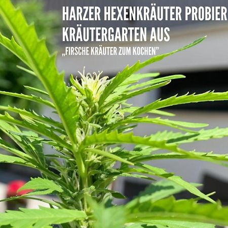 Harzer Healing Center 2024 Gemuetliche Landhauswohnung Mit Fussbodenheizung,Xxl Kochinsel,Xxl Regenduschen,Modern,Hochwertig,Persoenlich,Vollausgestattet 艾波英罗德 外观 照片